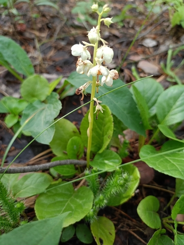 round-leaved wintergreen