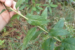 Doellingeria sericocarpoides