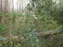 Doellingeria sericocarpoides