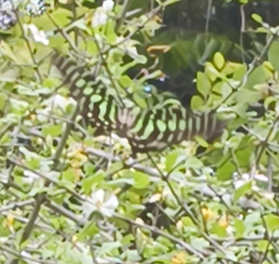 Tailed Jay