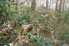 Doellingeria sericocarpoides