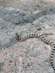 Gyalopion quadrangulare