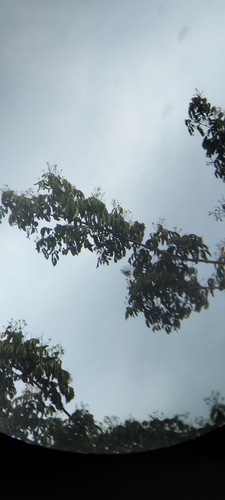 Albizia lucidior observed 2025-06-12