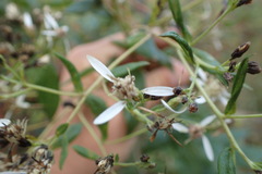 Doellingeria sericocarpoides