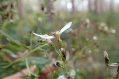 Doellingeria sericocarpoides