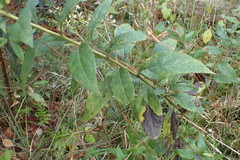 Doellingeria sericocarpoides
