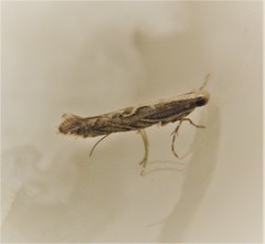 Parectopa alysidota