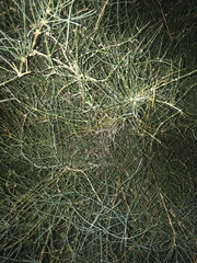 Ephedra antisyphilitica