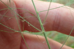 Eragrostis elliottii