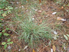 Eragrostis elliottii