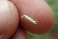 Eragrostis elliottii