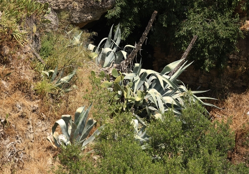 Avistamiento Pita (Agave americana)