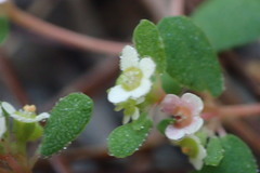 Euphorbia cordifolia
