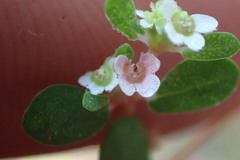 Euphorbia cordifolia
