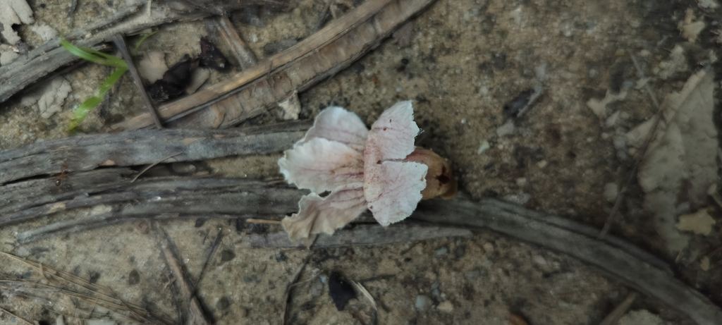 Stereospermum colais; photograph (c) Jyotsna Nag, some rights reserved (CC BY)