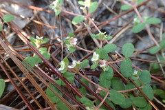 Euphorbia cordifolia