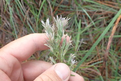 Liatris hesperelegans