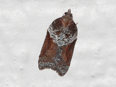 Acleris celiana