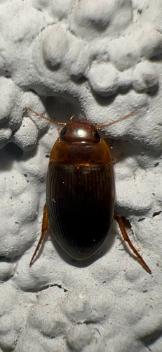 Copelatus glyphicus photo 5