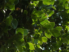 Vaccinium leschenaultii