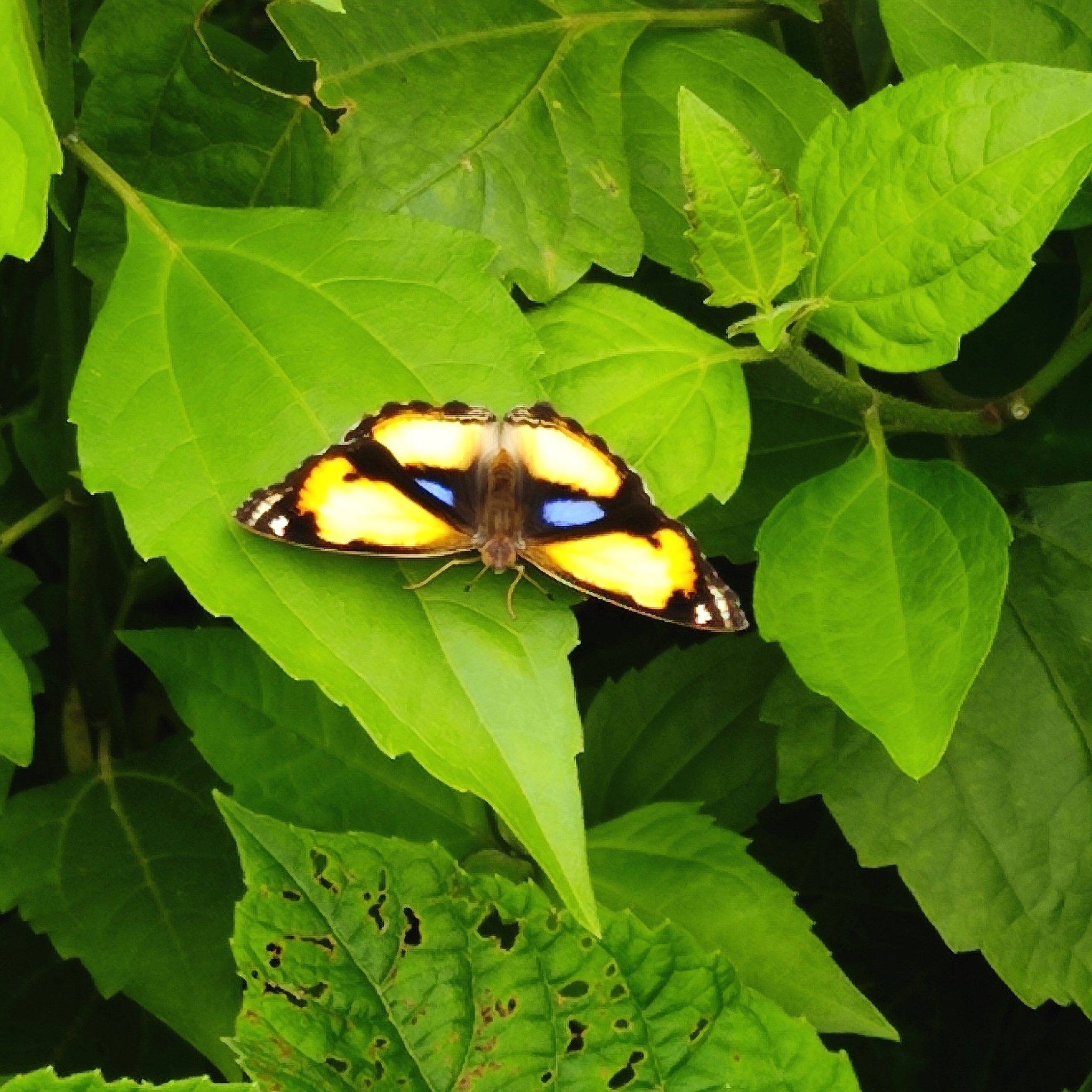 Yellow Pansy