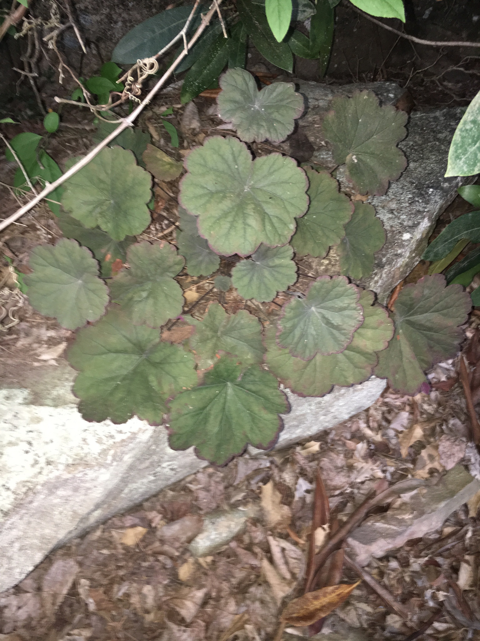 Heuchera parviflora var. parviflora