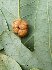 Andricus nigricens