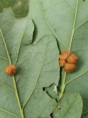 Andricus nigricens