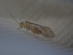 Caeciliusidae