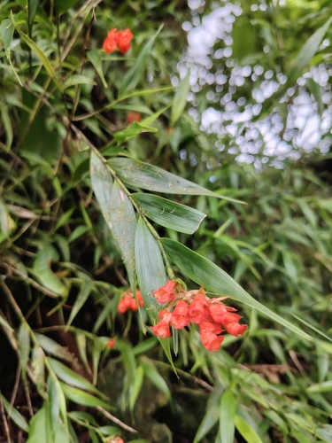 Elleanthus tonduzii Schltr. 2