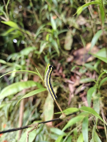 Elleanthus tonduzii Schltr. 3