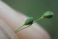 Kellochloa verrucosa