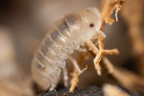 Armadille commune