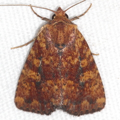 Perigea xanthioides