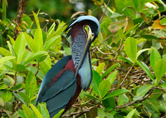 Agami Heron photo 2