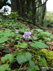 Viola pilosa