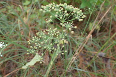 Ptilimnium
