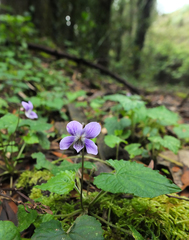 Viola pilosa