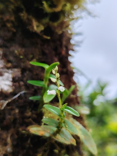 Elleanthus jimenezii (Schltr.) C.Schweinf. 2