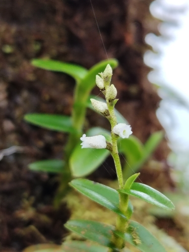Elleanthus jimenezii (Schltr.) C.Schweinf. 3