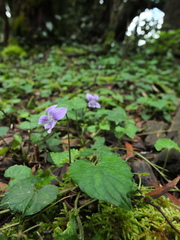 Viola pilosa