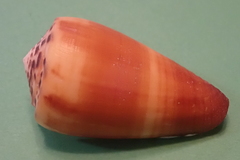 Conus planorbis