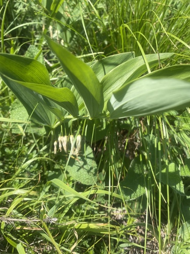 Polygonatum glaberrimum (Polygonatum glaberrimum)