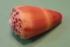 Conus planorbis