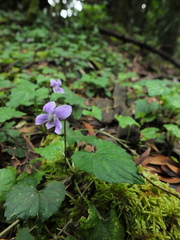 Viola pilosa