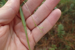 Scleria muehlenbergii