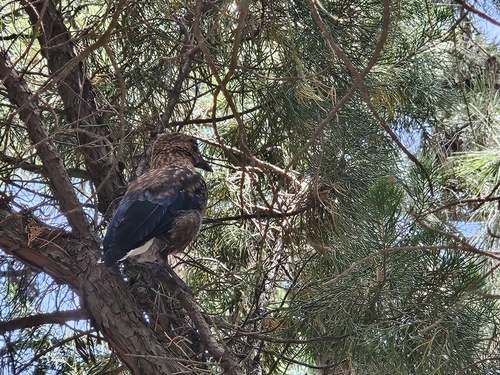 Southern Nutcracker