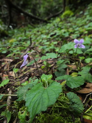 Viola pilosa