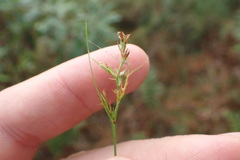 Scleria muehlenbergii