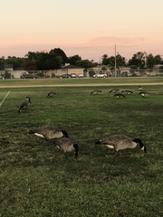 Branta canadensis